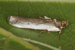 Denticera divisella