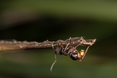 Rhytidoponera tasmaniensis