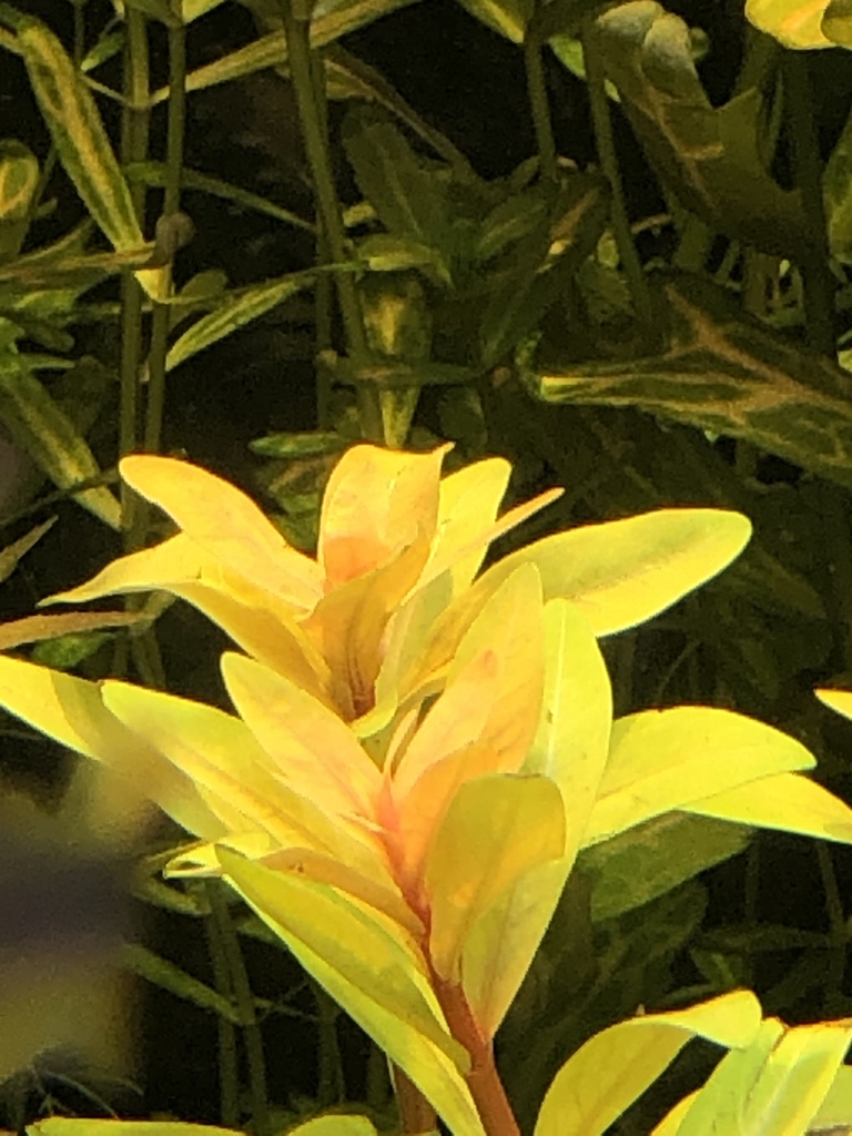 Ammannia pedicellata
