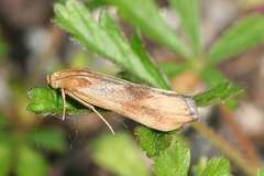 Pterothrixidia rufella