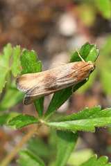 Pterothrixidia rufella