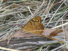 Heteronympha paradelpha