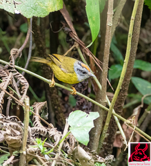 Myiothlypis coronata