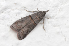 Acrobasis obliqua