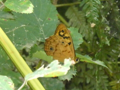 Heteronympha paradelpha
