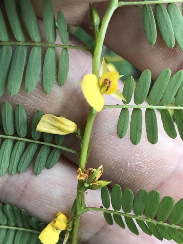Wild sensitive plant