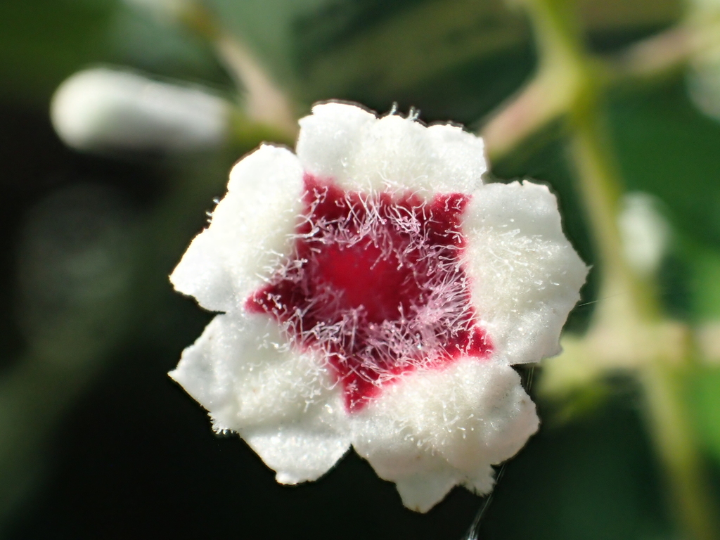 Paederia foetida