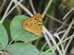 Heteronympha paradelpha