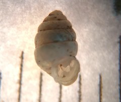 Gastrocopta armifera