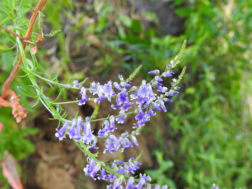 Lilac snapdragon (Anarrhinum bellidifolium)
