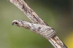 Euzopherodes lutisignella