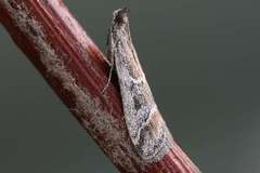 Euzopherodes lutisignella