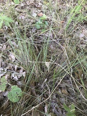 Piptochaetium avenaceum