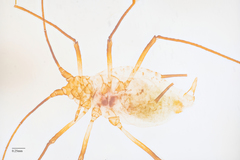 Macrosiphum salviae
