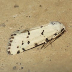 Grotella binda