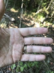 Piptochaetium avenaceum