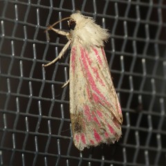 Lythrodes radiatus
