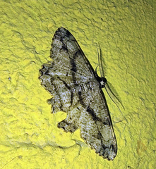 Peribatodes umbraria