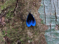 Pompelon marginata
