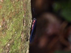 Pompelon marginata