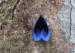 Pompelon marginata