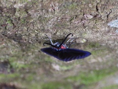 Pompelon marginata