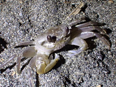 Ocypode sinensis