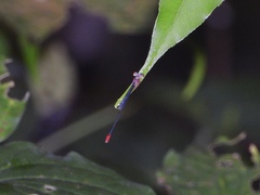 Teinobasis ruficollis