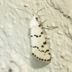 Grotella binda