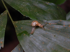 Helicarion perfragilis