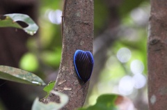 Pompelon marginata