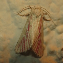 Lythrodes