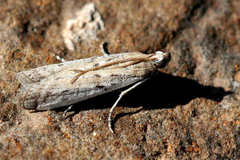 Phycitodes lacteella