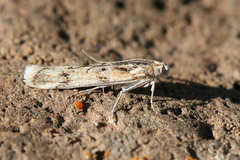 Phycitodes lacteella