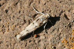 Phycitodes lacteella