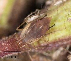 Macrosiphum salviae