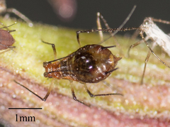 Macrosiphum salviae