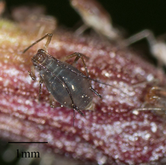 Macrosiphum salviae