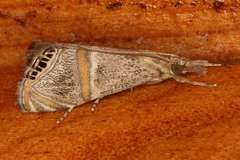 Euchromius superbellus