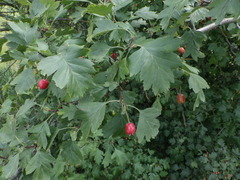 Crataegus ucrainica