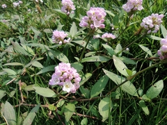 Persicaria criopolitana