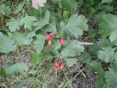 Crataegus ucrainica