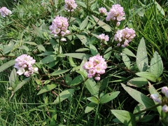 Persicaria criopolitana