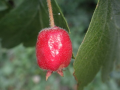 Crataegus ucrainica