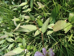 Persicaria criopolitana