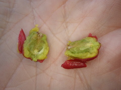 Crataegus ucrainica