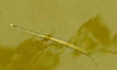 Zenarchopterus buffonis