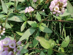 Persicaria criopolitana