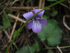Viola epipsiloides