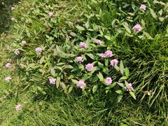 Persicaria criopolitana